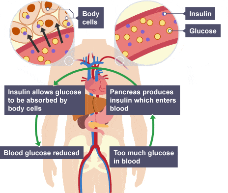 Use of Cannabis in Weight Loss & Gain